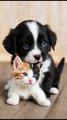 Blue-Eyed Puppy & Kitten 💙🐾  Cățeluș și Pisicuță Adorabili!