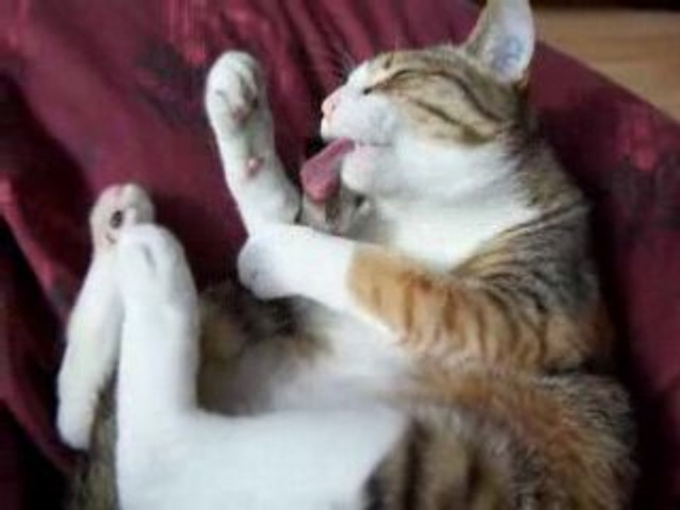 Toilette