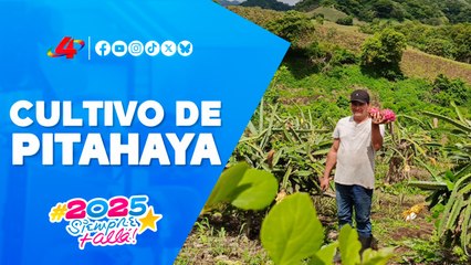 🌧️🌱 Productores nicaragüenses impulsan cultivos de pitahaya con apoyo del invierno para exportación 📦🇳🇮