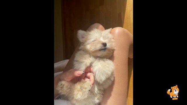 Dog's Training Tips For Beginners _ V5 _ Dog Videos _ Dogs _ Dog _ Dog As a Pet _ Mr Dog