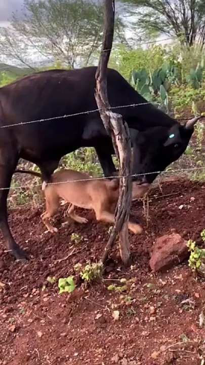 animal fighting
