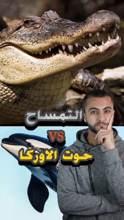🐋⚔️🐊 مين يفوز؟ تمساح ضد حوت أوركاhttps://psce.pw/7rqnyv#النواة #التمساح #حوت_الأوركا#Alnawa #dubai🇦🇪 #nationalgeographic #dubailife #Orcinus_orca #Crocodylidae #trending #travel #nature #wildlife