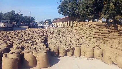 जीरे एवं ईसबगोल के साथ अन्य जिंसों के भावों में कमी से काश्तकार मायूस