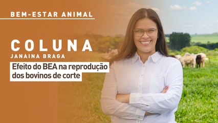Bem-estar animal: efeito do BEA na reprodução dos bovinos de corte