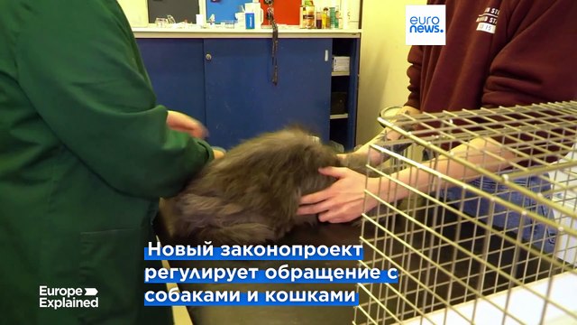Европарламент: законопроект для лучшей защиты кошек и собак