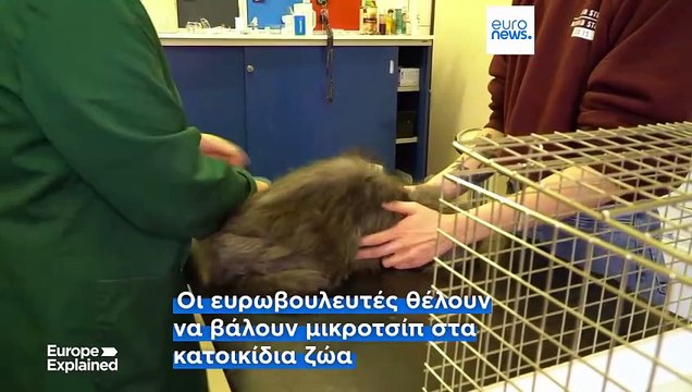 Το Ευρωπαϊκό Κοινοβούλιο υποστηρίζει την υποχρεωτική τοποθέτηση μικροτσίπ σε όλες τις γάτες και τους σκύλους στην ΕΕ