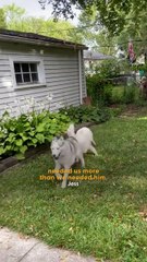 Sassy Husky Becomes the Sweetest Big Brother to Deaf Puppy 🐶💙