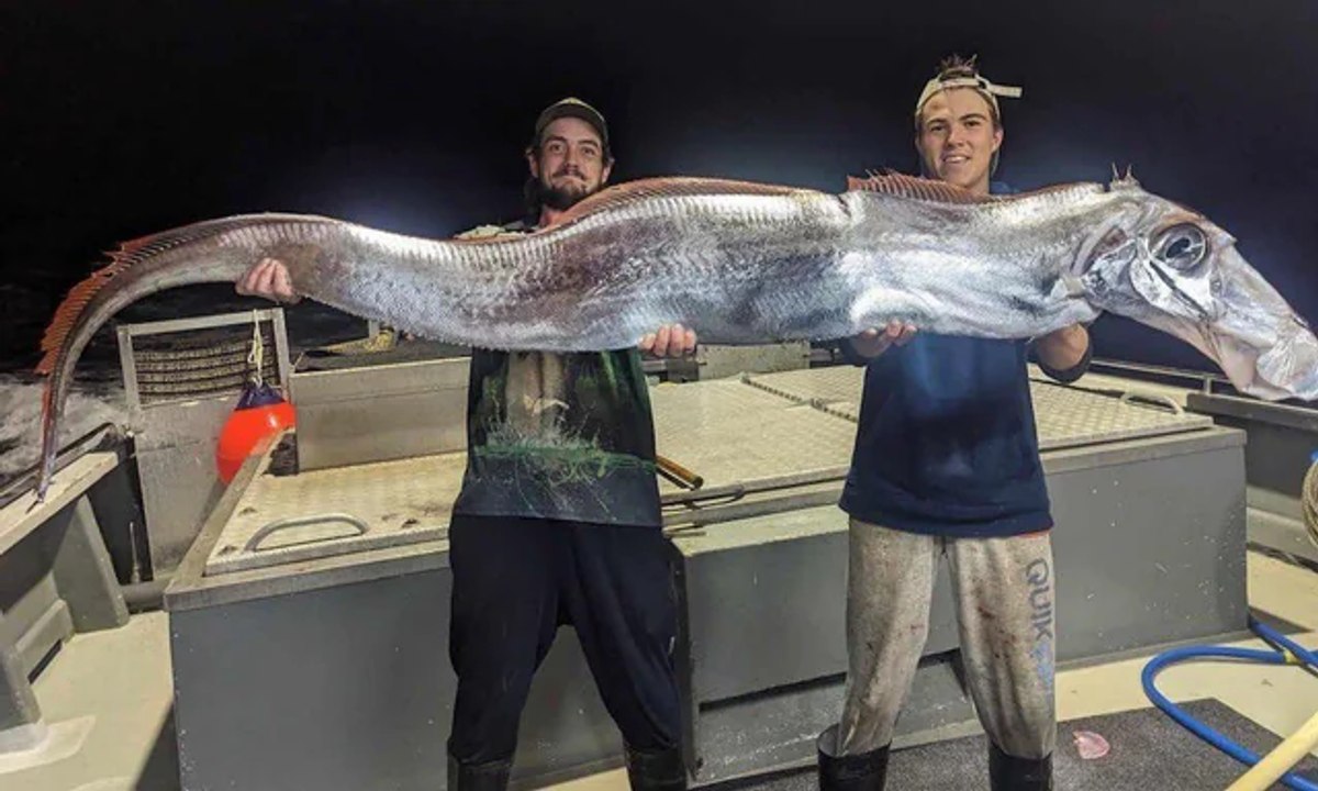 Des Australiens ont pêché un grand poisson étrange..