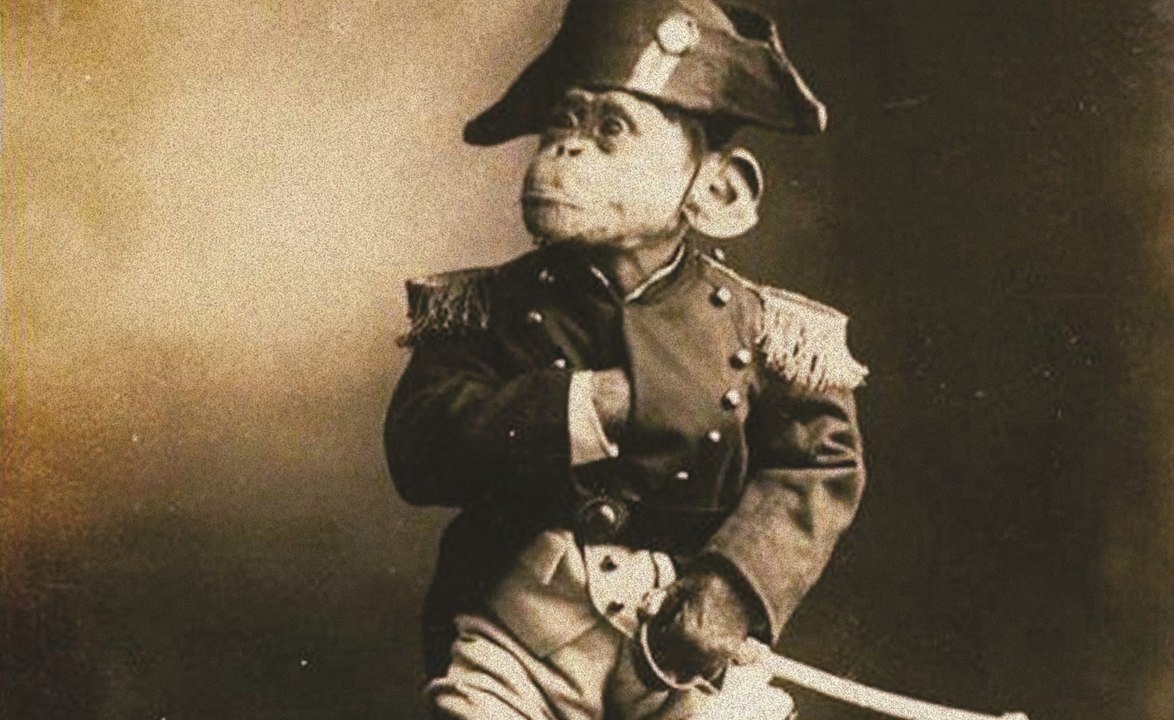 La folle histoire du singe Napoléonien 🇫🇷🐒