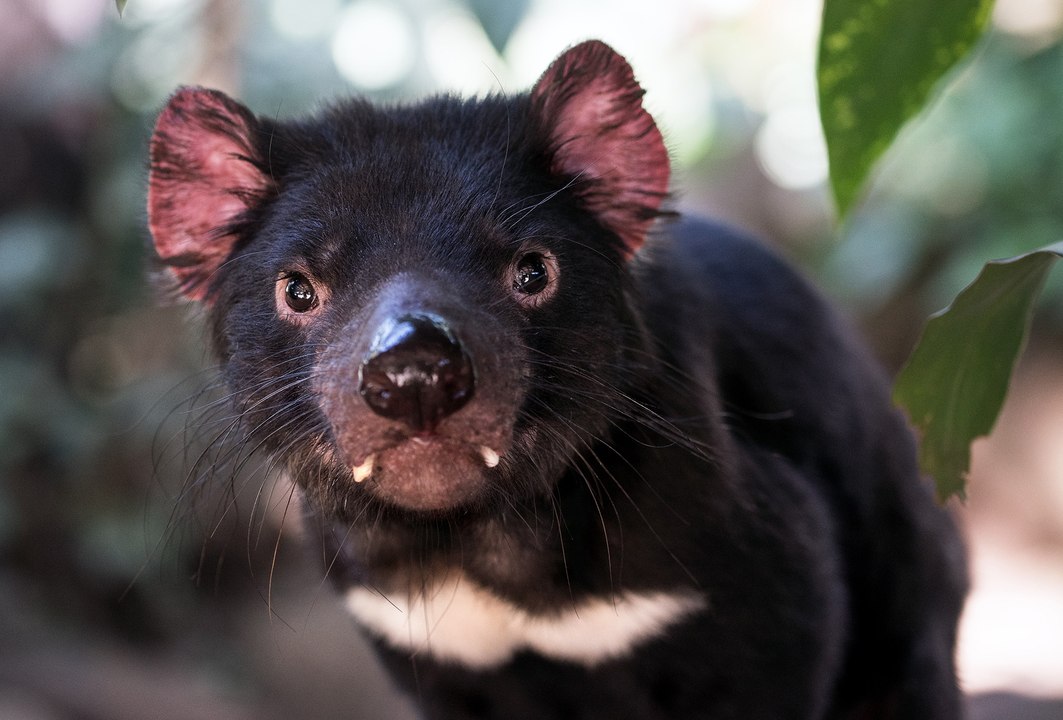 L'animal le plus MALVEILLANT sur Terre (et d'Australie) ☠️