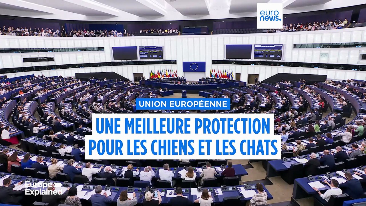 Le Parlement européen soutient la micropuce obligatoire pour tous les chiens et chats de l'UE