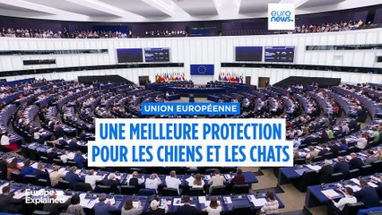 Le Parlement européen soutient la micropuce obligatoire pour tous les chiens et chats de l'UE