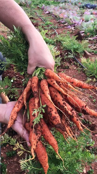 Havuç (carrot)