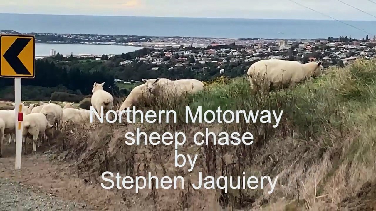 Sheep round-up on the Northern Motorway