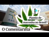 Anvisa vai votar plantio de maconha no Brasil