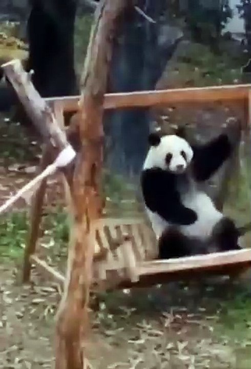 funny animals video