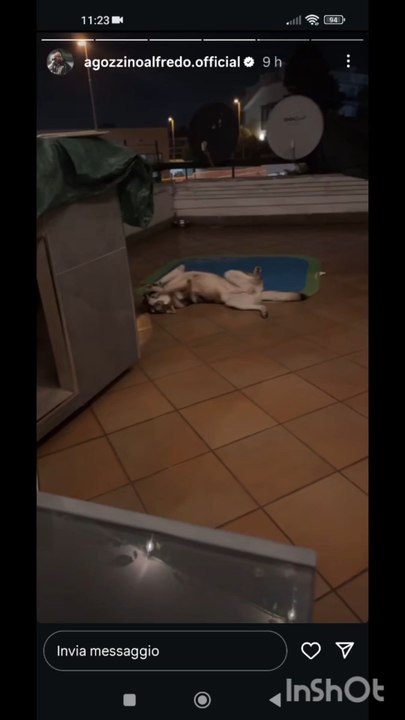 agozzino Alfredo i miei cuccioli