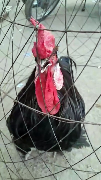 Funny video 😂😅😅
