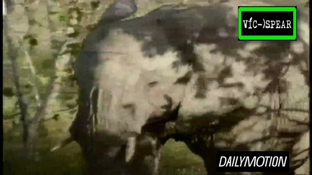 Al Cuidado de la Naturaleza: Marion y los Elefantes - Documental (1995) - Español Latino