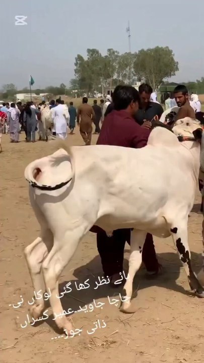 Bull Attack