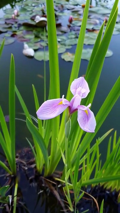 Merveille de la nature