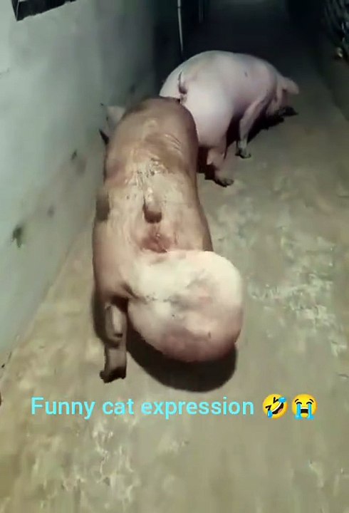 Funny cat expression 🤣