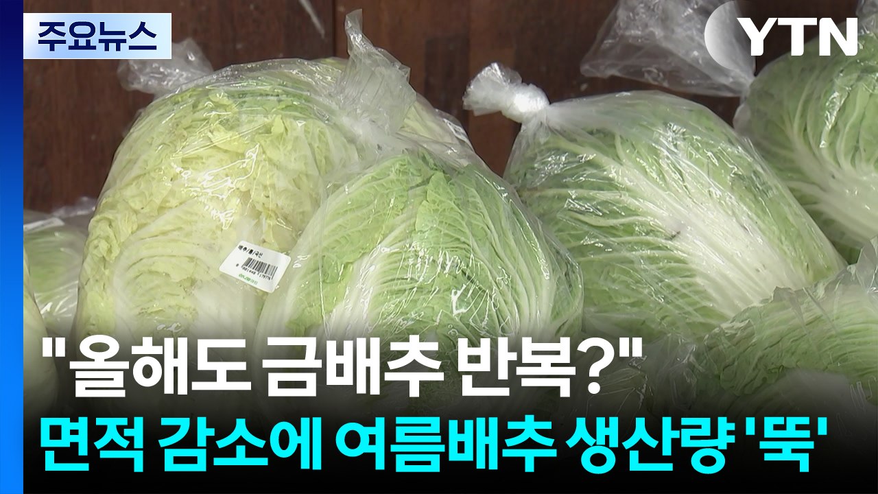 "올해도 금배추 반복?"...면적 감소에 여름배추 생산량 '뚝' / YTN