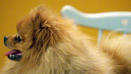 CONEXÃO ANIMAL N•