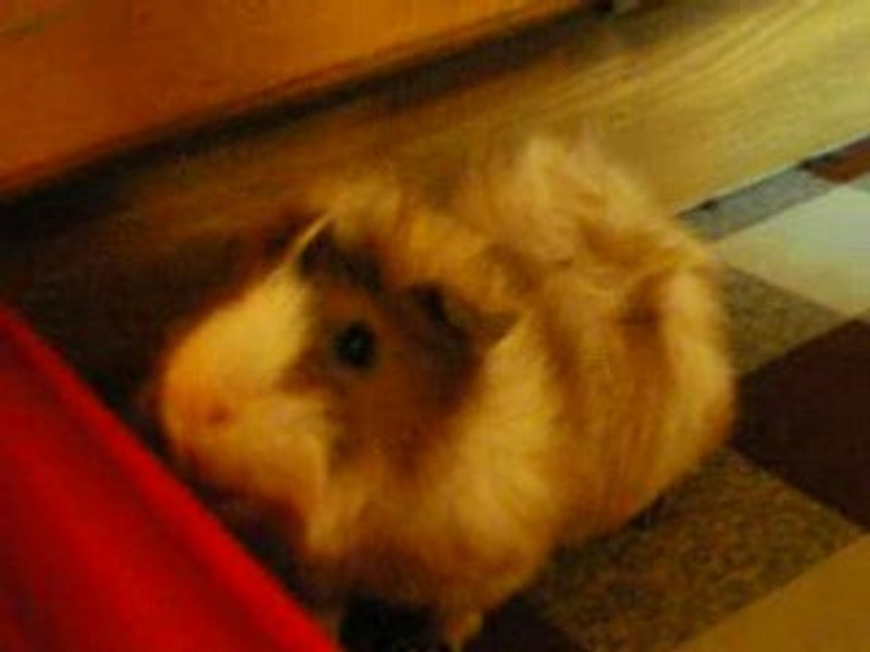 Gill 0508