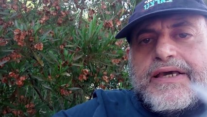 Adelanto de Programa