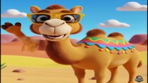 Cam the Camel 🐪 | Fun Animal Song for Toddlers