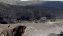 All video about birds life and hunting birds etc