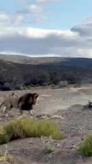 All video about birds life and hunting birds etc