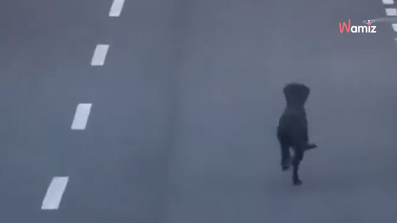 Horrible: tira a su perro por la ventanilla del coche en Tenerife y sale huyendo