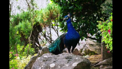Village overrun with colony of escaped peacocks