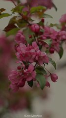 Quran, verses peaceful quran recitation