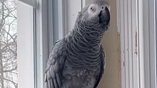 Parrot Thinks It's a Dinosaur! 🦖🦜  Papagalul Dinozaur