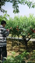 Herbs, Hotties & Headaches Full Chinese Drama