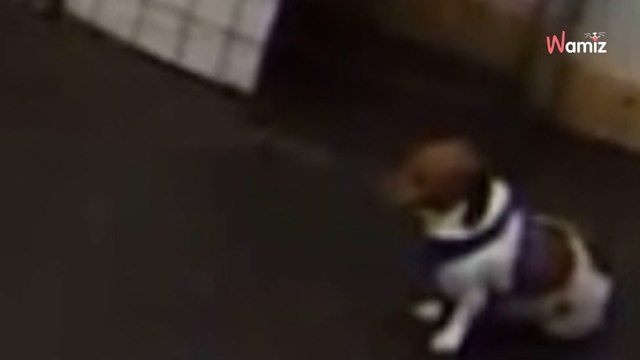 Frauchen lässt ihren Hund im Hort zurück: Beim Blick in die Überwachungskamera ist sie geschockt