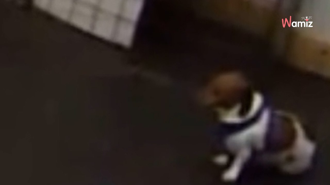Frauchen lässt ihren Hund im Hort zurück: Beim Blick in die Überwachungskamera ist sie geschockt