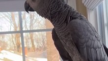 Parrot Tries to Order Vodka & Pistachios on Alexa! 🦜😂 | Papagalul Gourmet