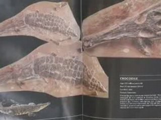 Why Evolution Is Not Valid Part 2