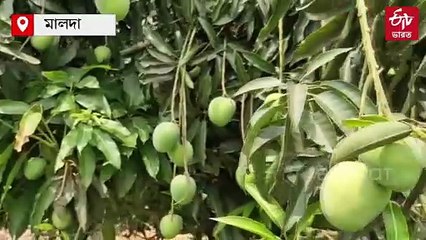 জেলার অর্থনীতির গতিবৃদ্ধির জন্য মালদাকে ম্যাঙ্গো হাব ঘোষণার দাবি বণিকসভার