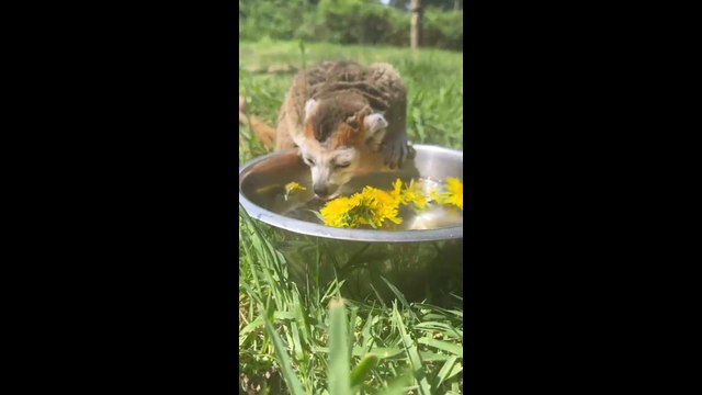 Animals at Yorkshire Wildlife Park cool off during heatwave