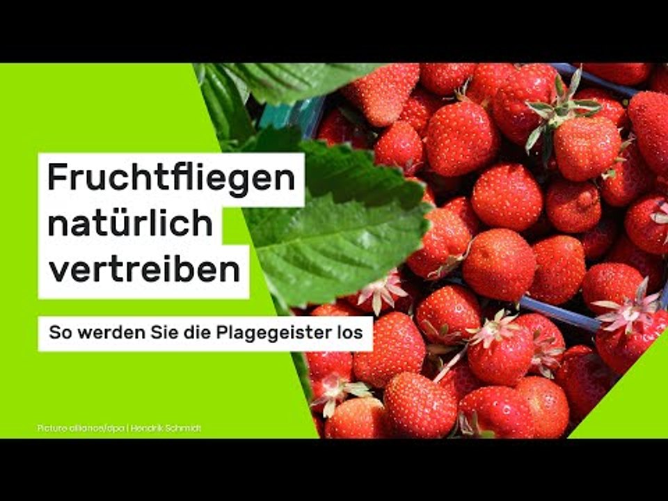 Fruchtfliegen natürlich vertreiben: So werden Sie die Plagegeister los