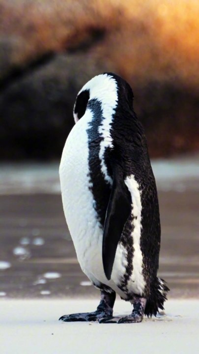 CONEXÃO ANIMAL N•17