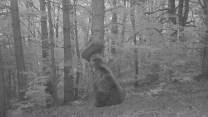 El nacimiento del primer osezno en territorio aragonés en más de medio siglo