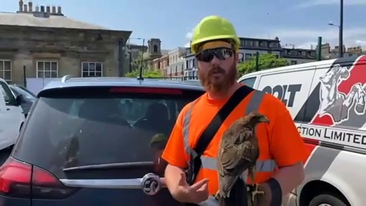 Harris Hawk protects Scarborough Railway Station