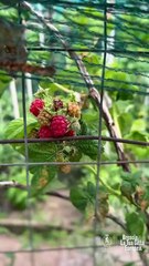 Brescia - Questa mattina agli orti sociali Cimabue (20.06.25)