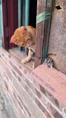 Cat 😺#gaming#for You program